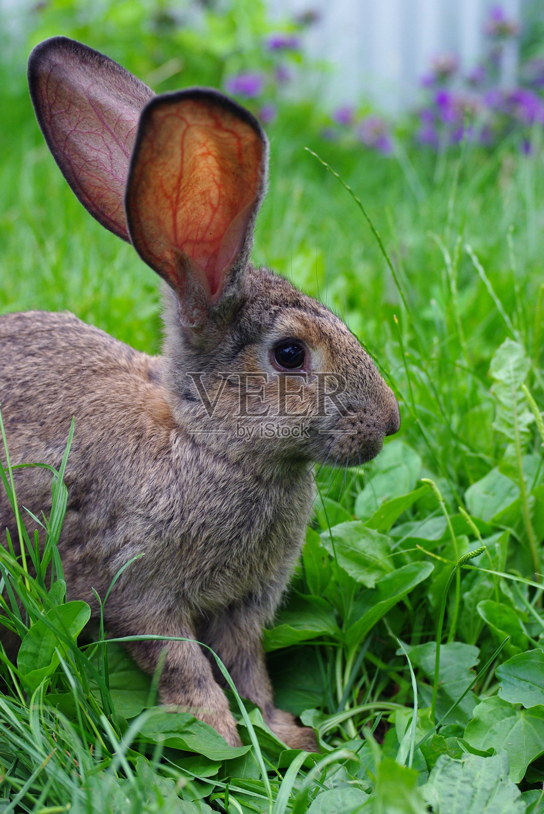 兔子在草丛里照片摄影图片