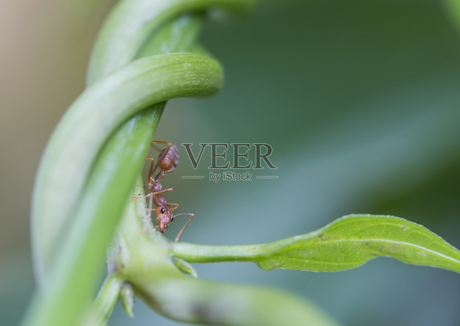 红色蚂蚁，宏，挂在绿色藤蔓，选择性聚焦，文本复制空间。照片摄影图片