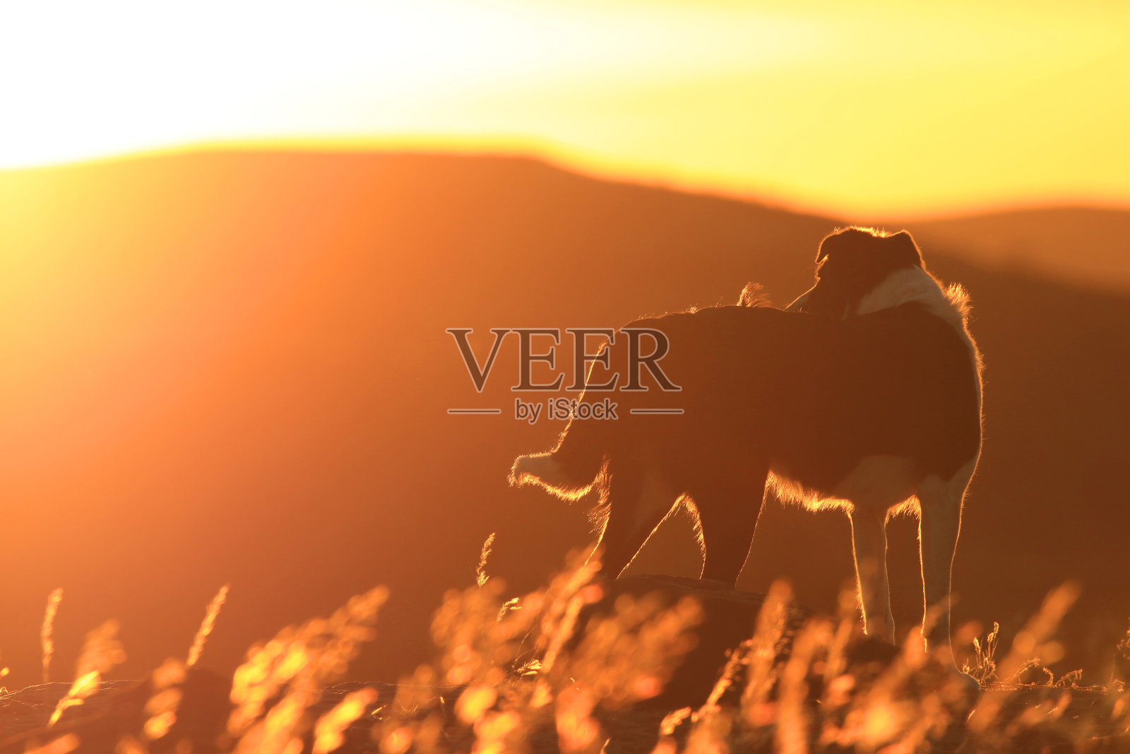 边境牧羊犬日落纳米比亚草金色动物宠物景观照片摄影图片