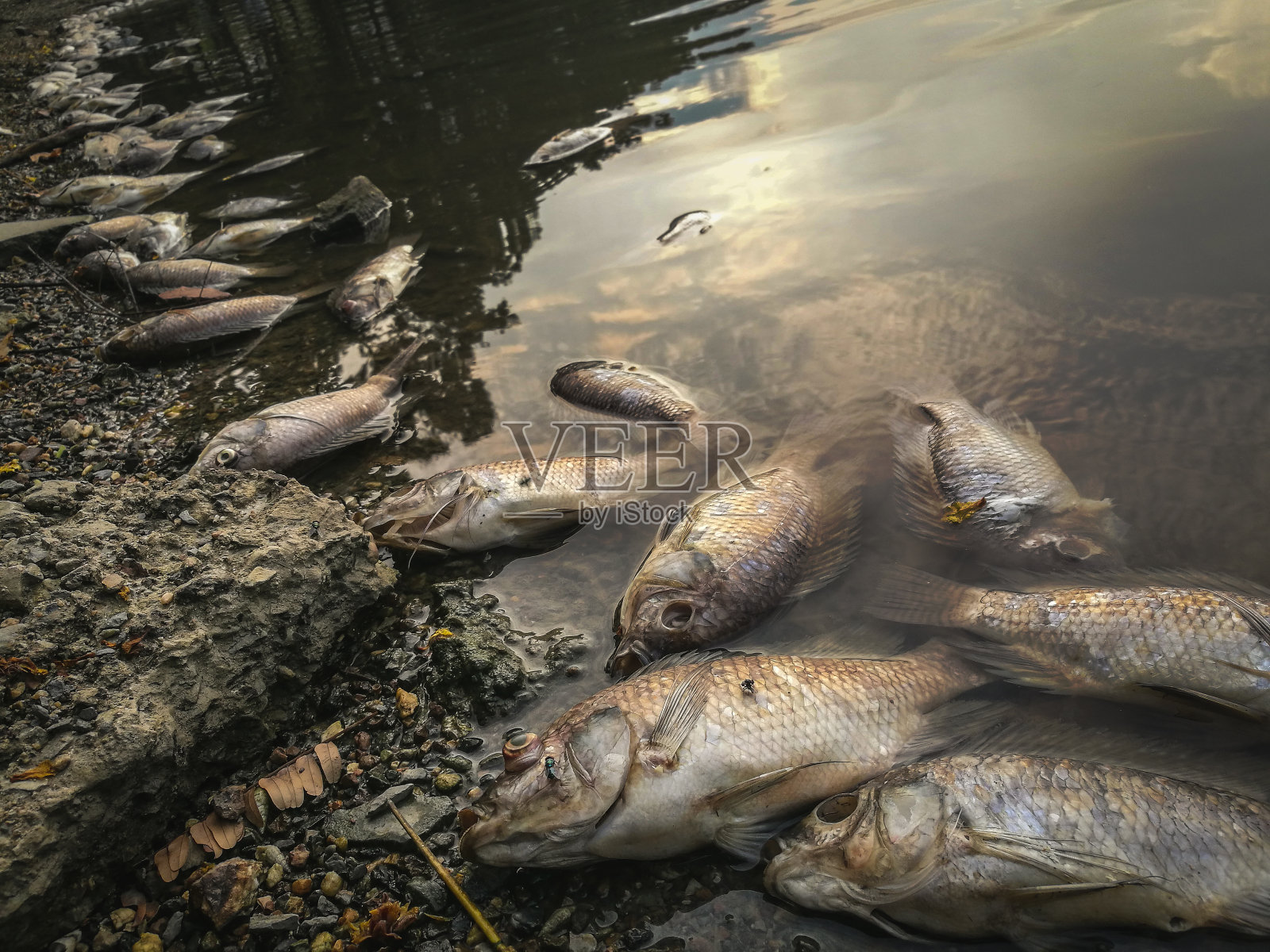 河上的死鱼。黑水水污染照片摄影图片