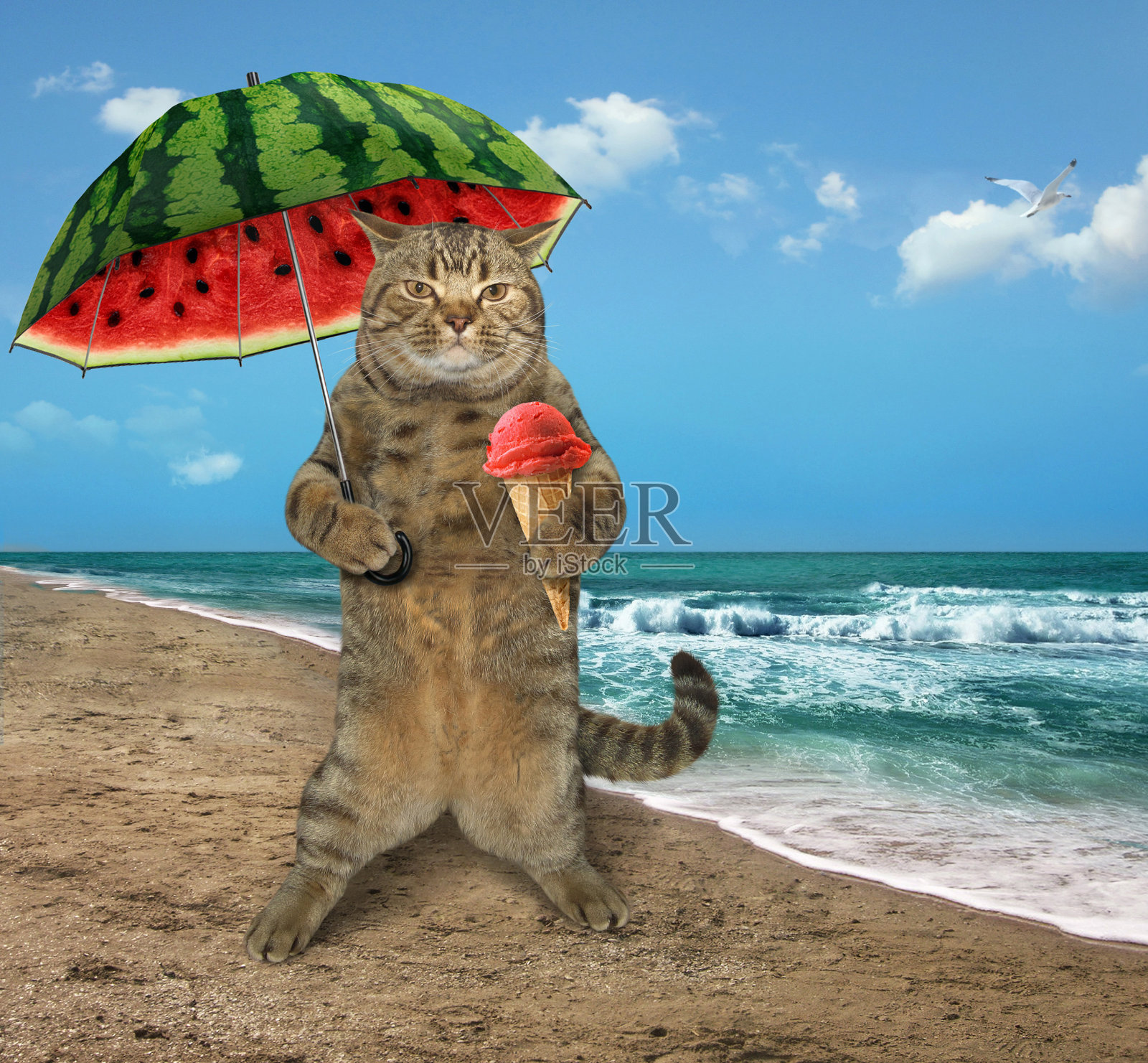 海滩上的猫照片摄影图片