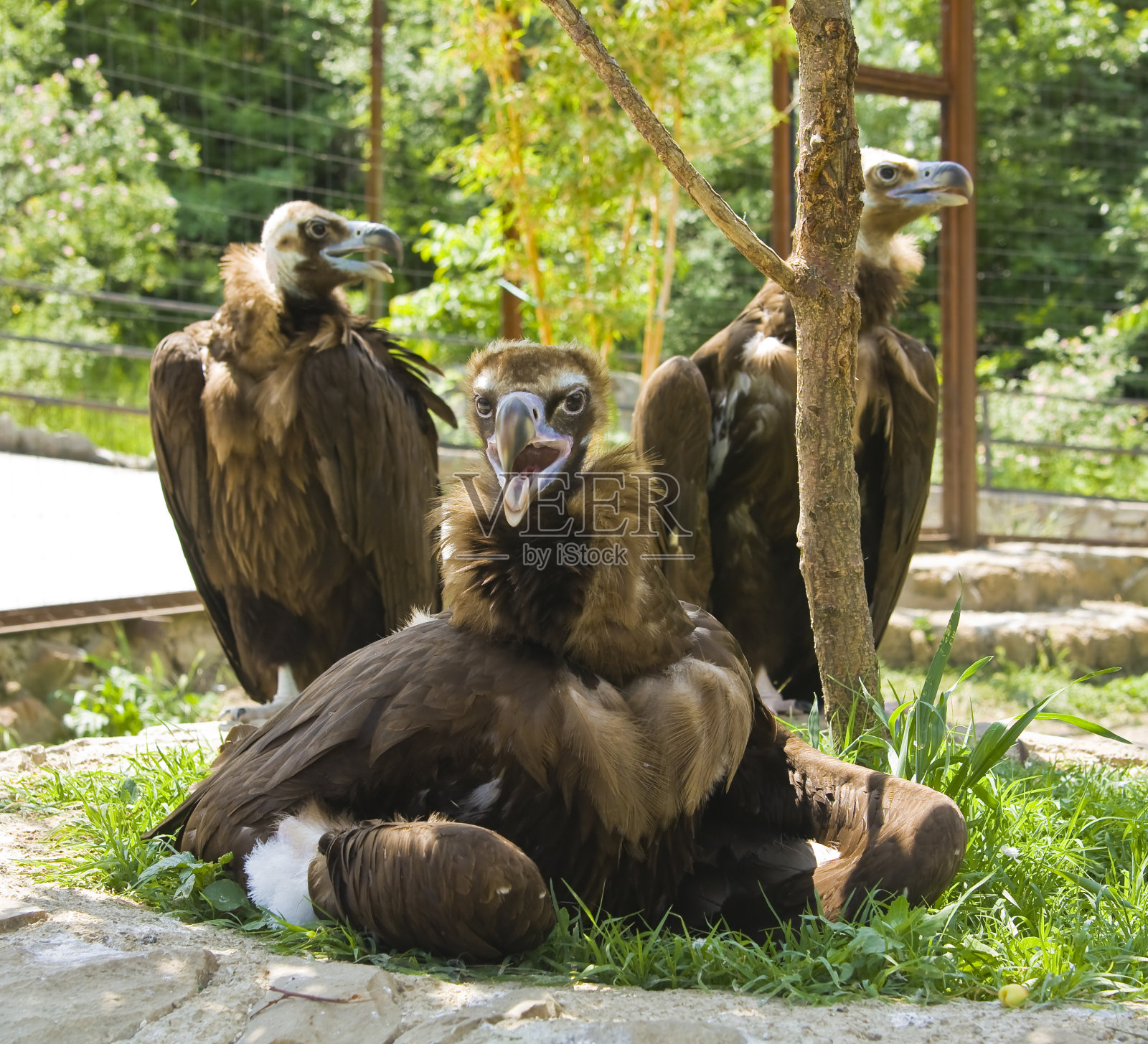 三个黑兀鹫照片摄影图片
