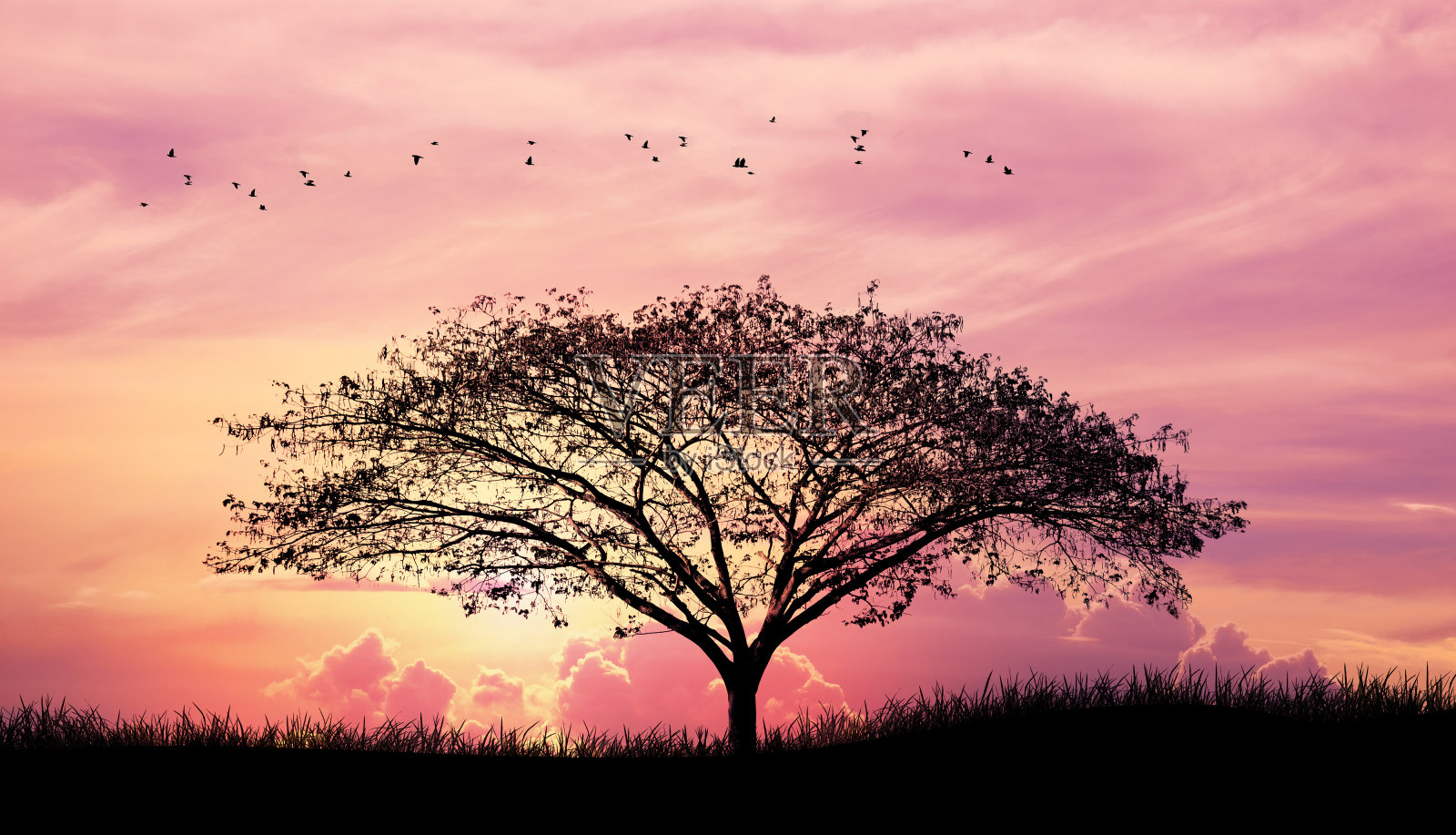 剪影树，草和鸟在粉红色的紫色天空云的背景照片摄影图片