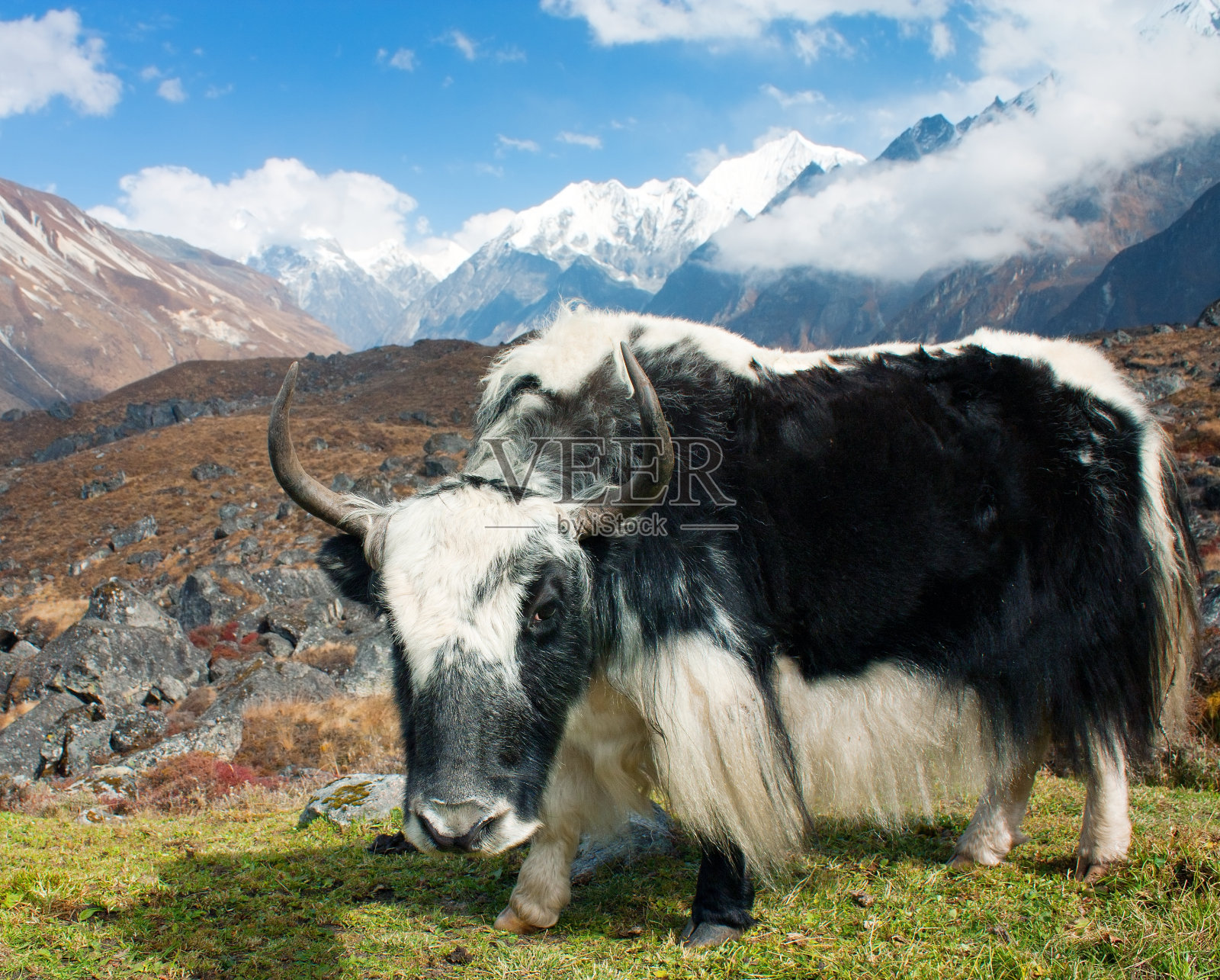 尼泊尔琅塘山谷一头牦牛的特写照片摄影图片