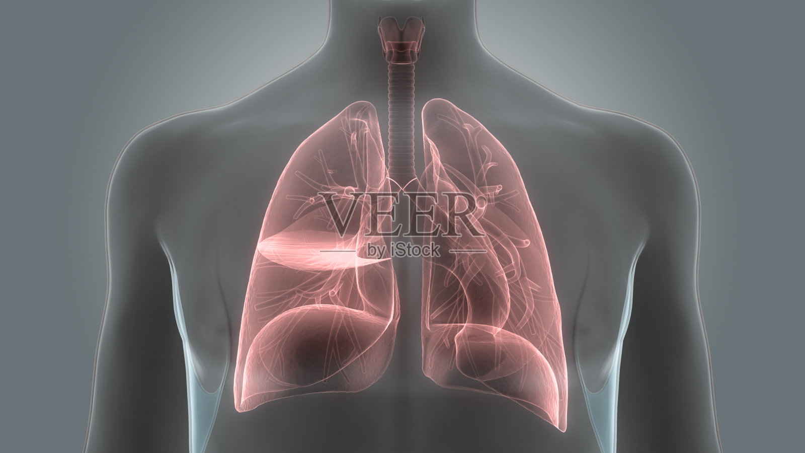 人体器官(肺解剖学)照片摄影图片