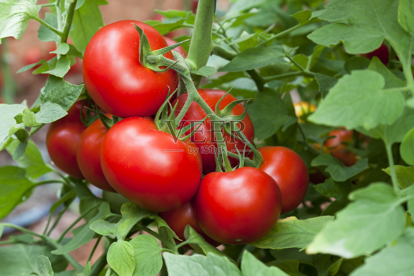 增长的西红柿照片摄影图片