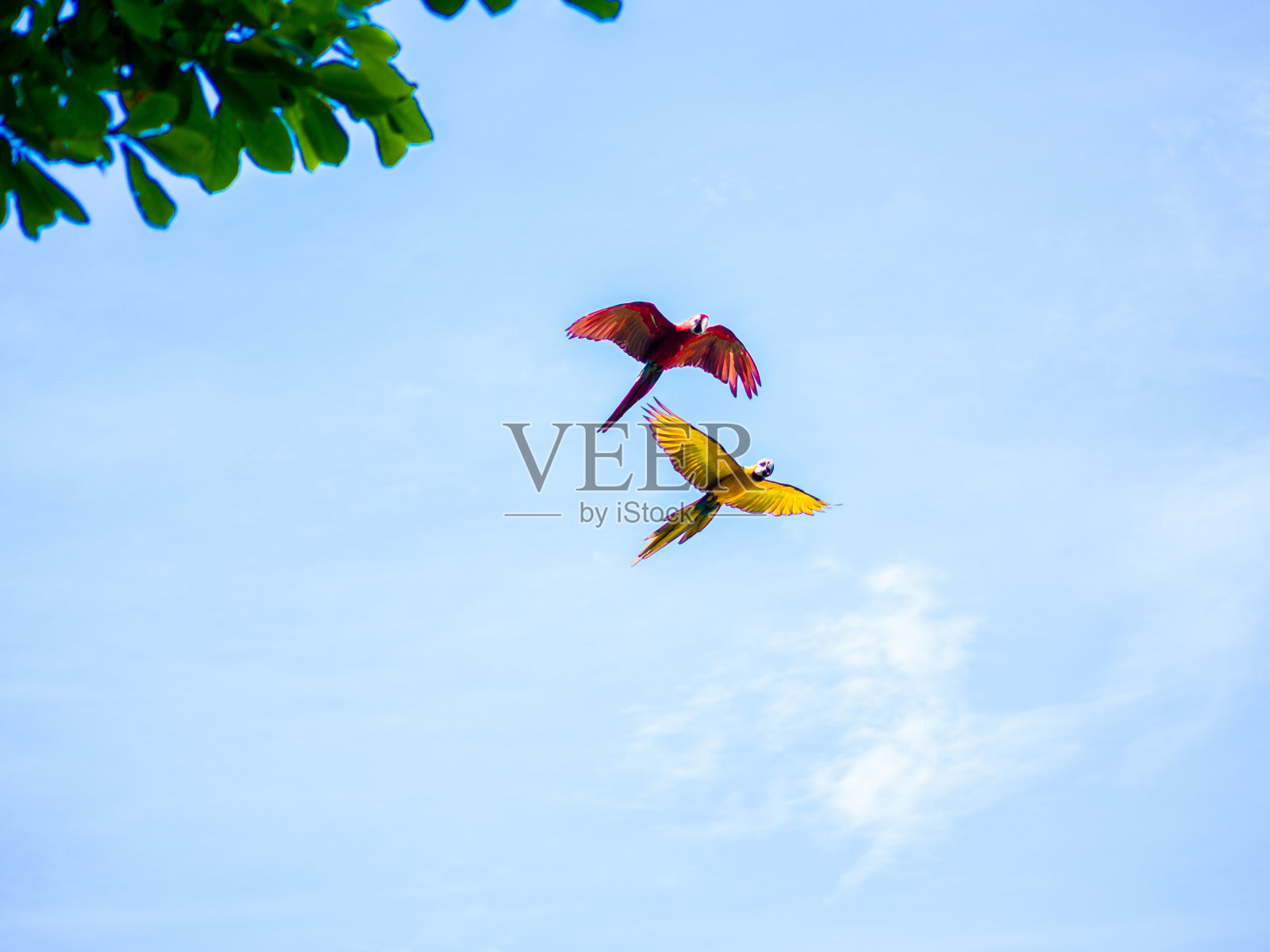 飞翔的美丽的鹦鹉照片摄影图片