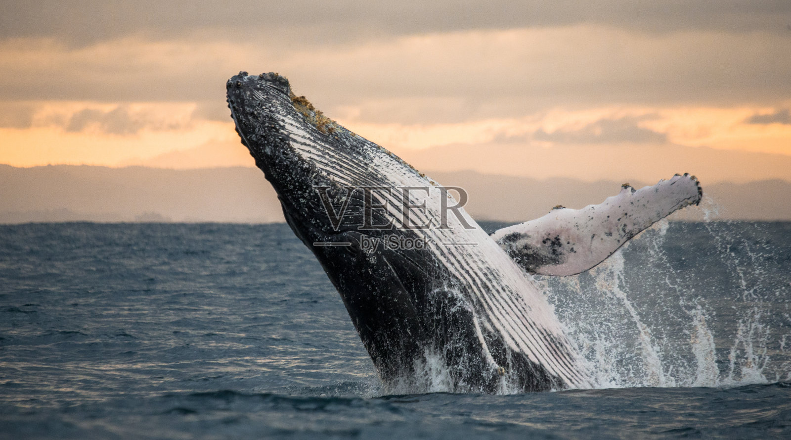 座头鲸跃出水面。照片摄影图片