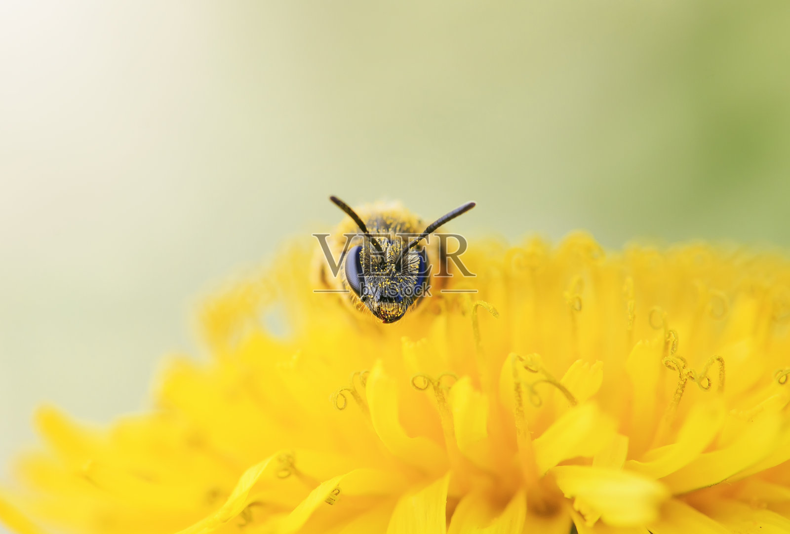 一只小黑蜂从蒲公英的黄色花朵上采集花蜜照片摄影图片