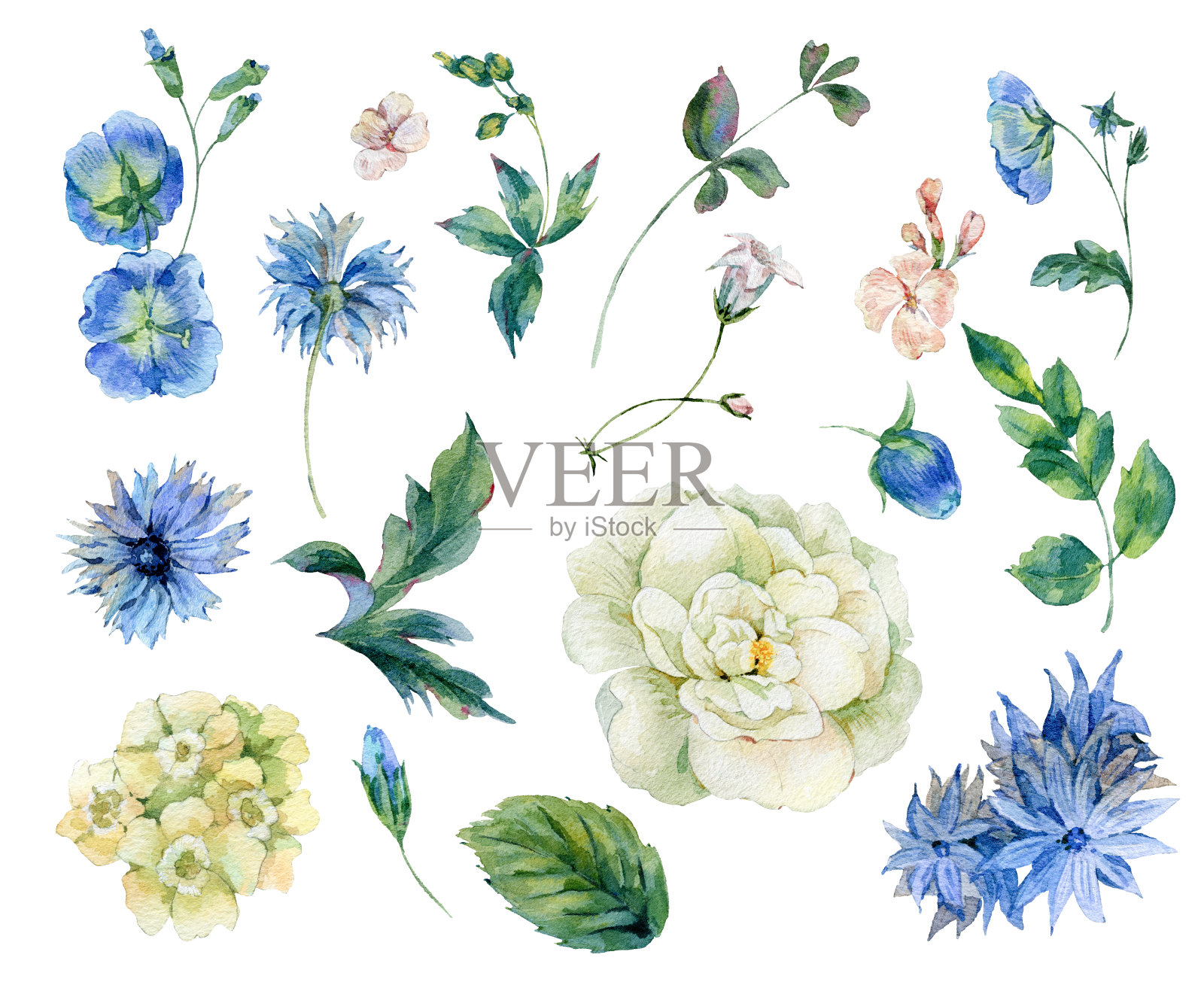 一套水彩玫瑰，树叶和蓝色的野花插画图片素材