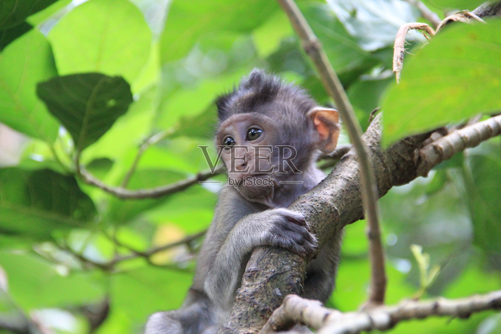 小猴子在巴厘岛丛林的树上嬉戏照片摄影图片