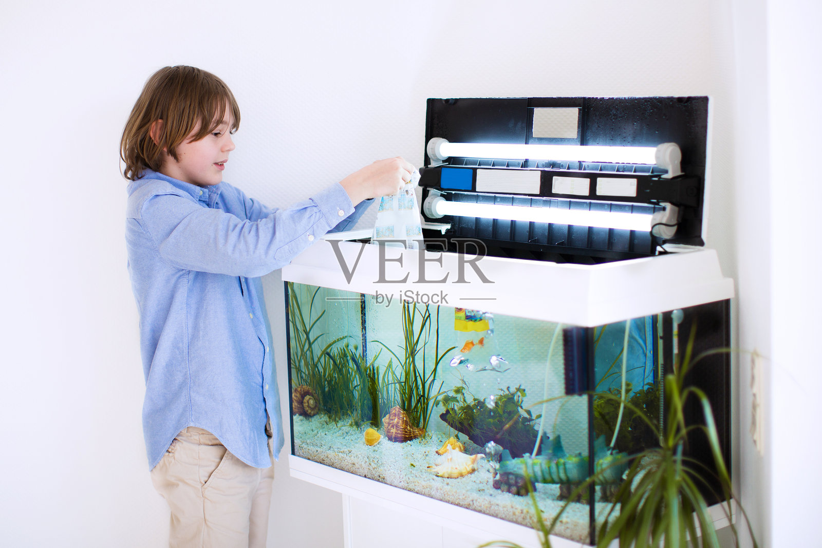 孩子把新养的鱼放进水族馆照片摄影图片
