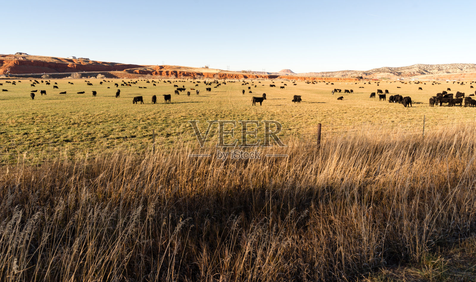 黑安格斯牛放牧怀俄明州大牧场家畜照片摄影图片