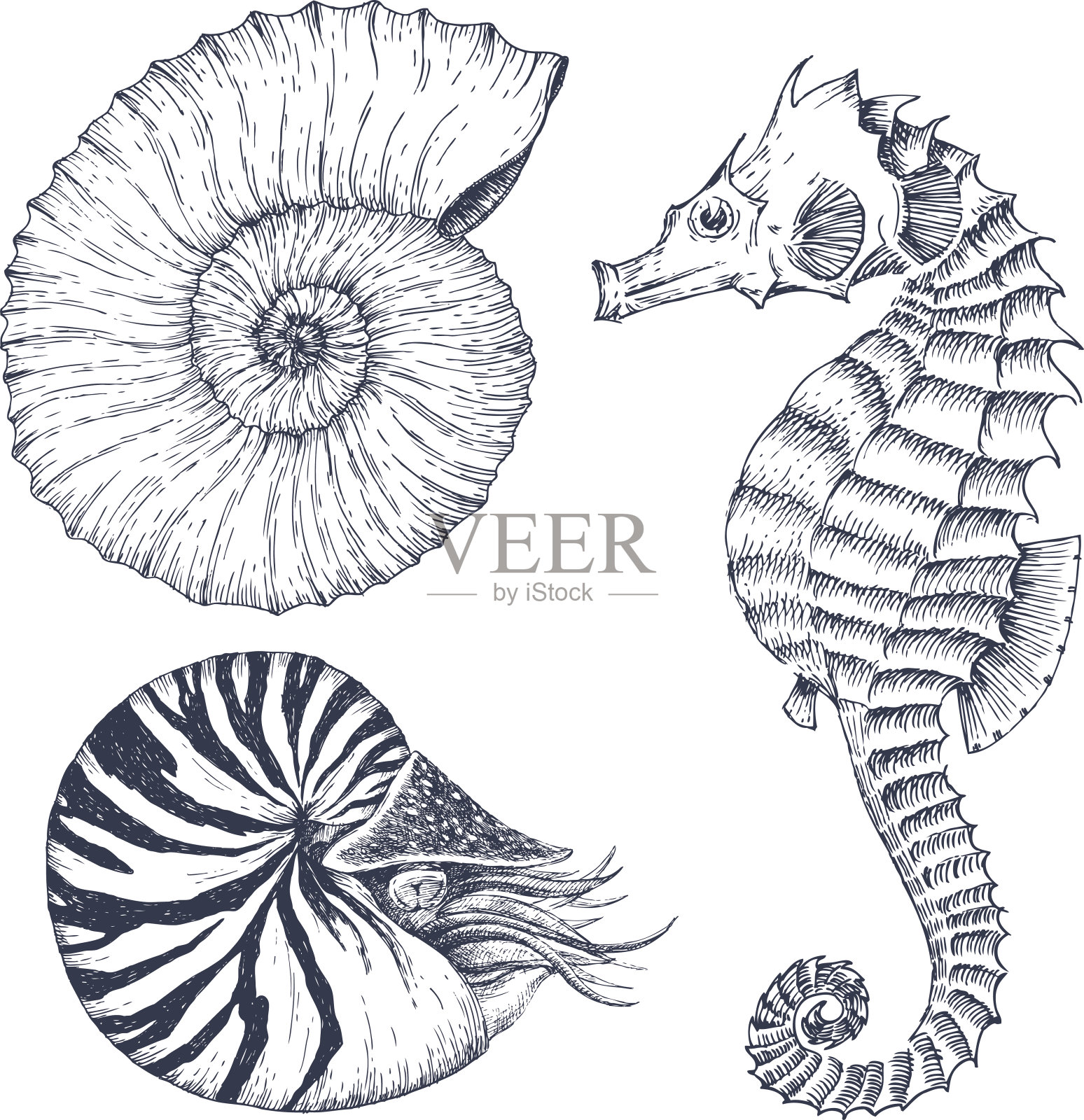 海洋生物组插画图片素材
