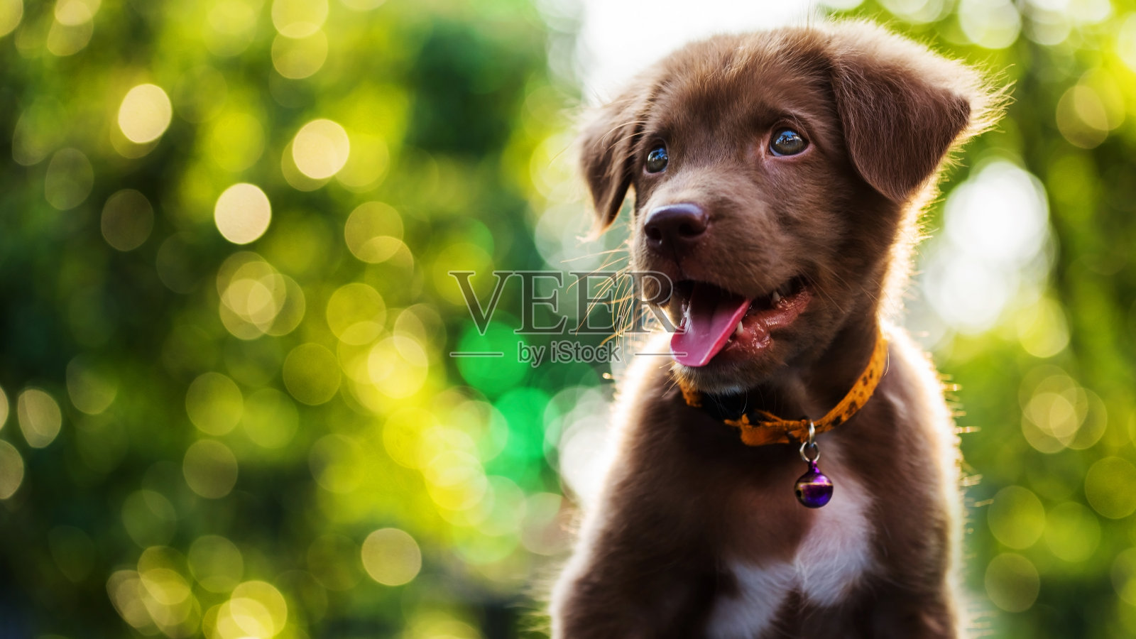 快乐的棕色拉布拉多寻回小狗与散焦抽象背景照片摄影图片