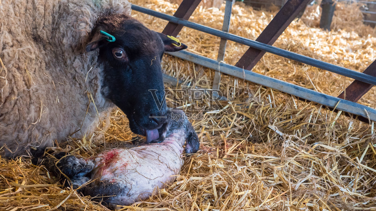 母羊在生产后舔她的小羊羔照片摄影图片