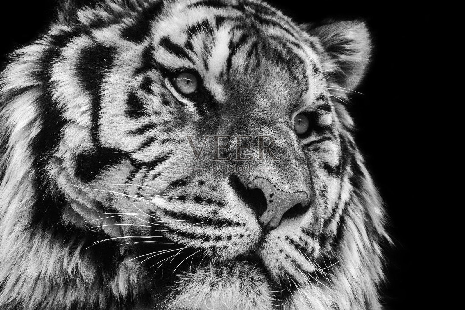 强有力的黑白高对比动物肖像虎的脸照片摄影图片