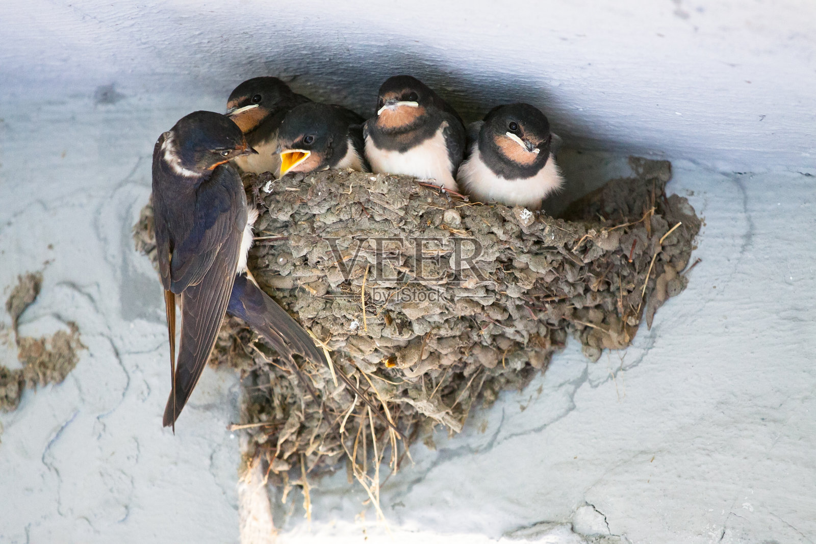 鸟类和野生动物。燕子喂养筑巢的雏鸟照片摄影图片