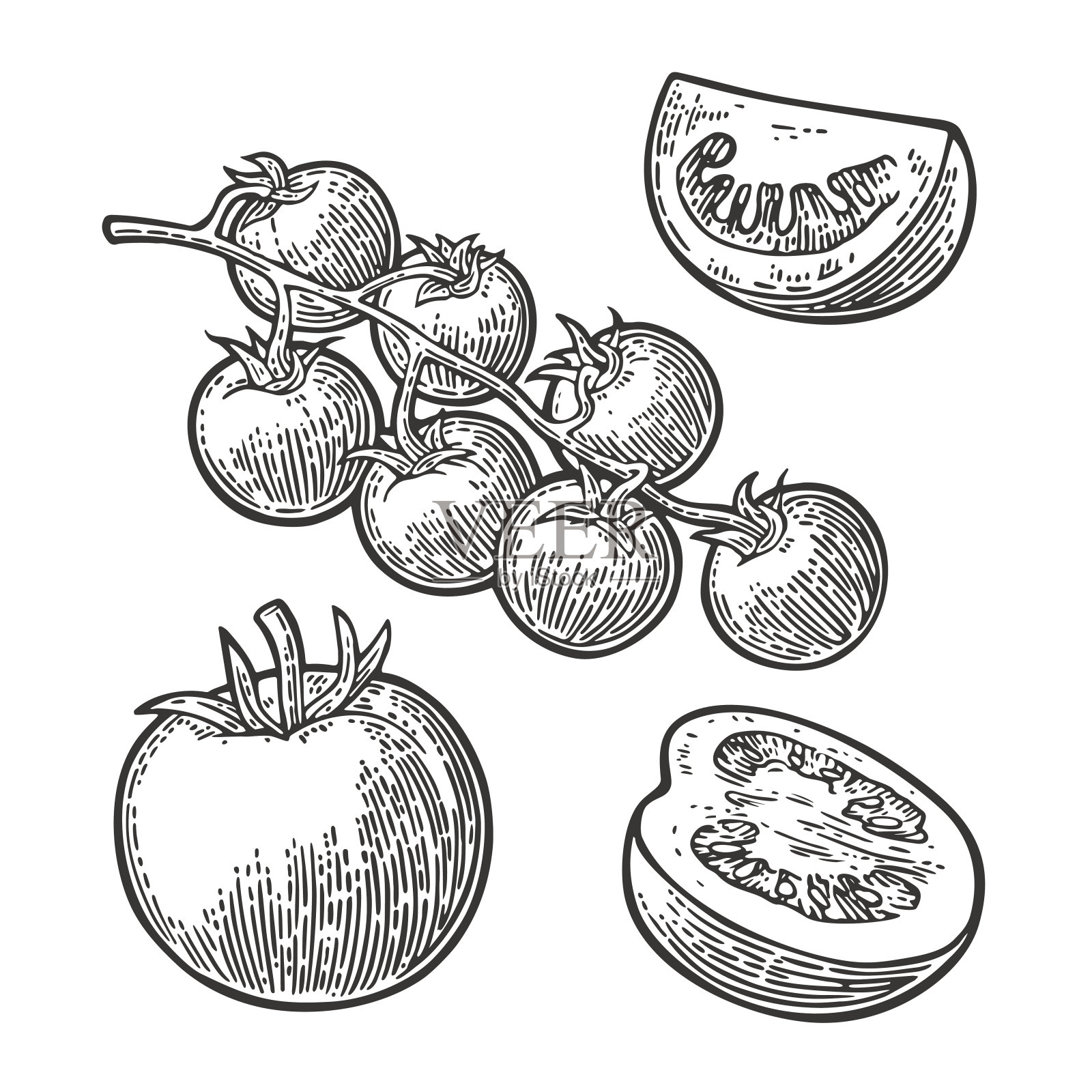 一套手绘西红柿。分枝，整枝，半枝，切片。插画图片素材