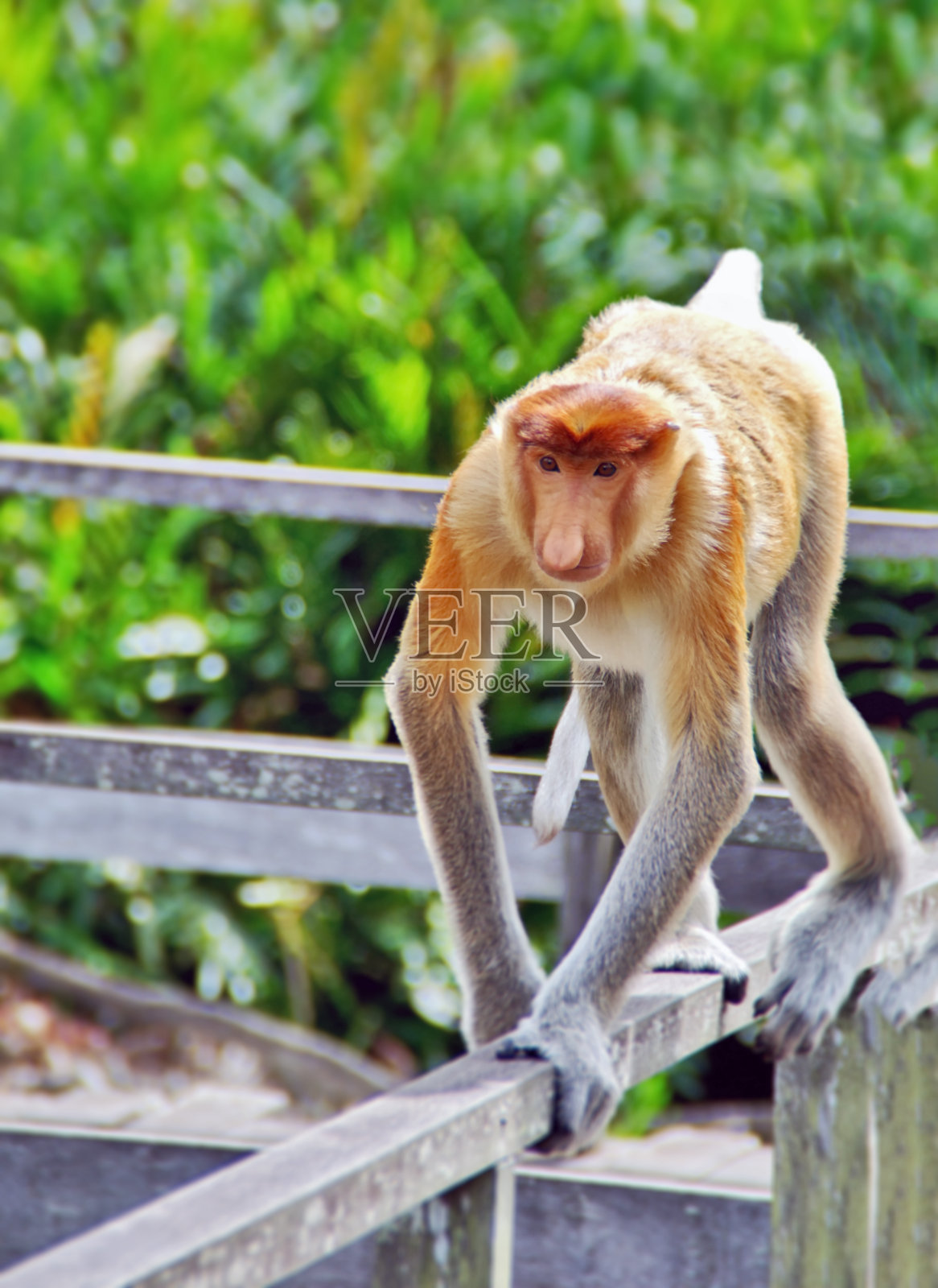 婆罗洲(加里曼丹)丛林中的鼻猴照片摄影图片