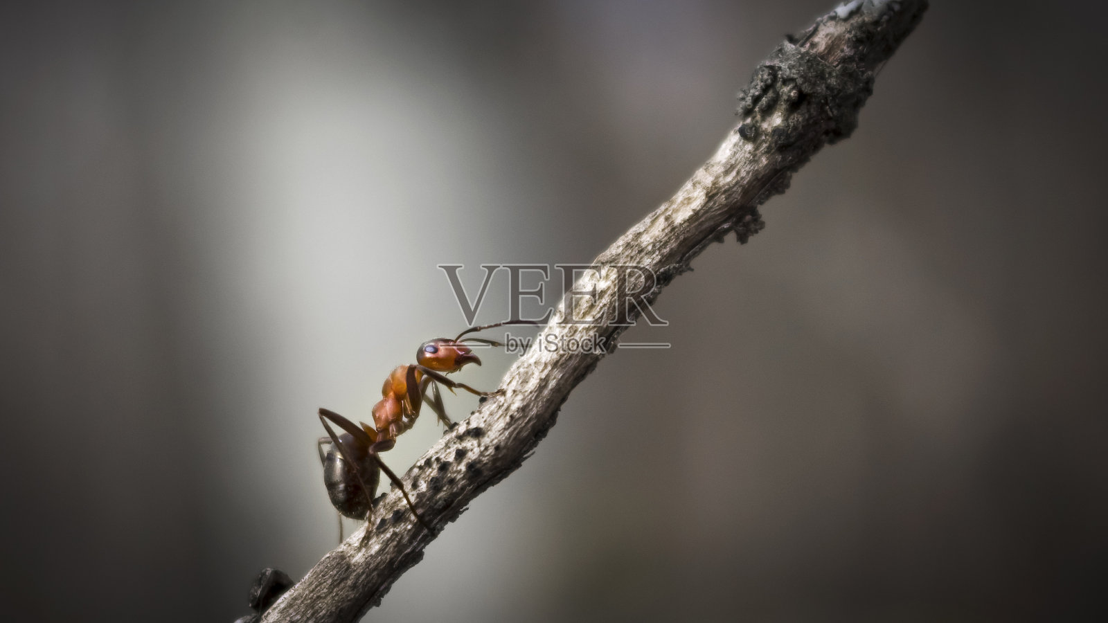 森林蚂蚁特写照片摄影图片