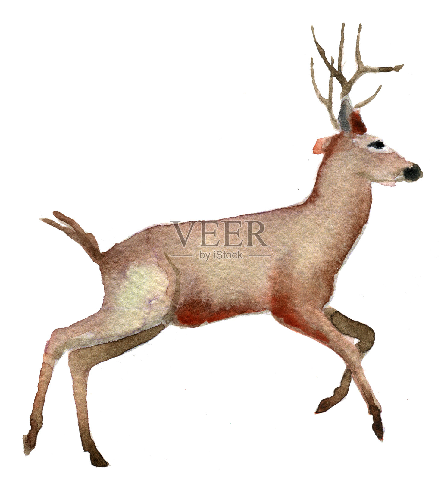 白底鹿的水彩画素描插画图片素材