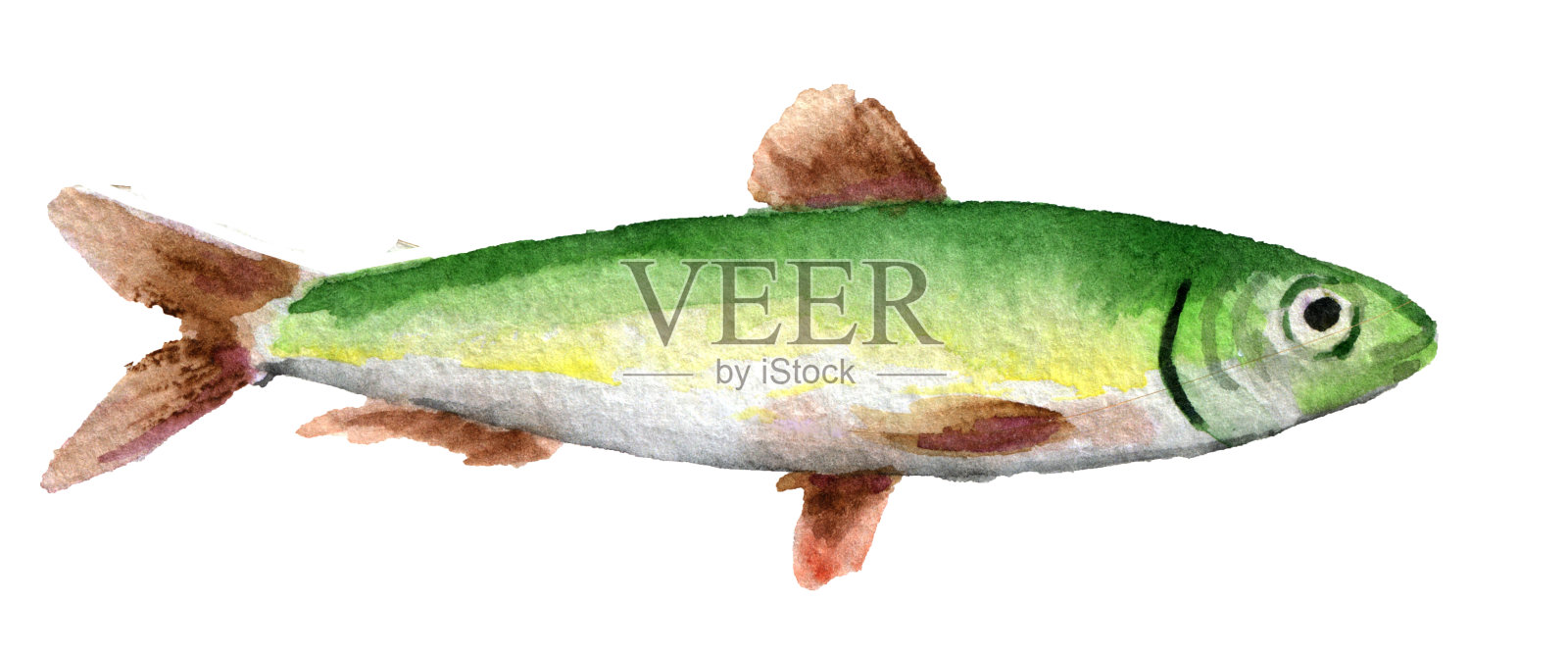 水彩素描的沙丁鱼孤立在白色的背景插画图片素材