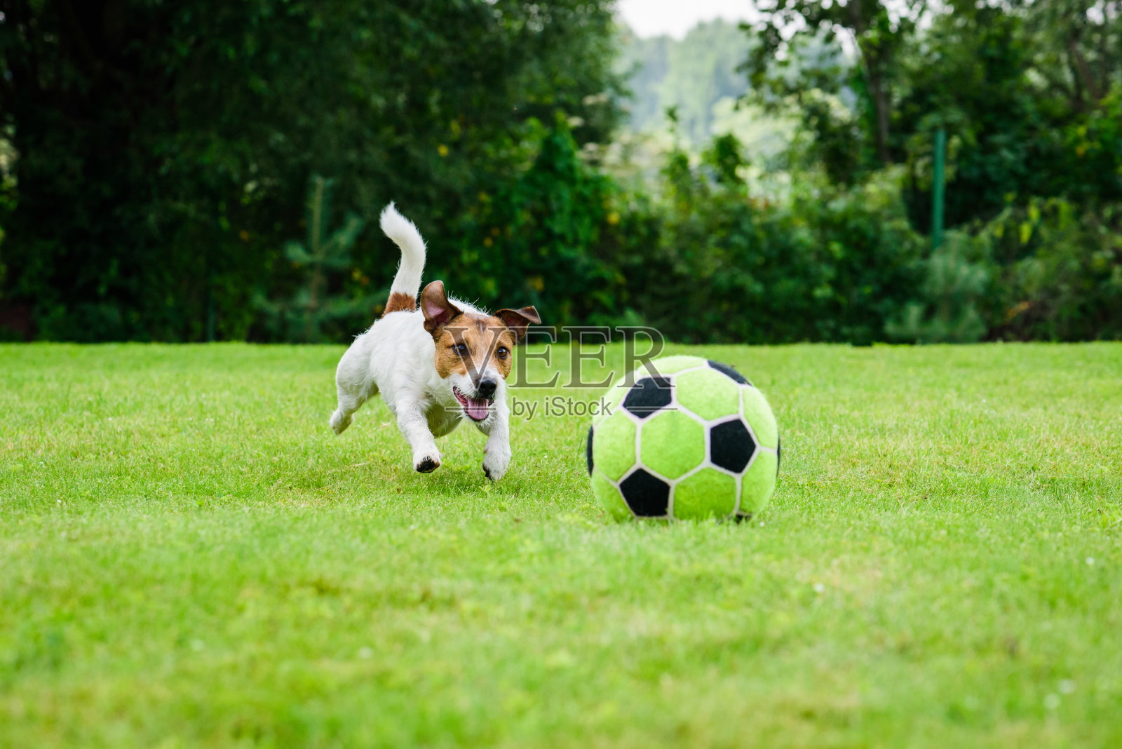 滑稽的狗玩足球(足球)作为前锋球员照片摄影图片