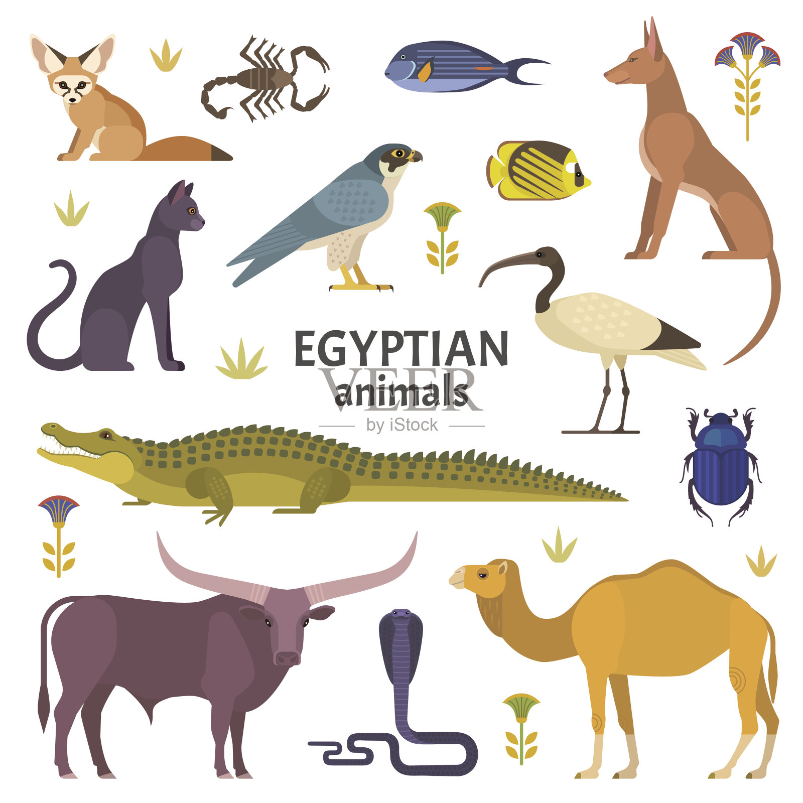 埃及的动物。插画图片素材