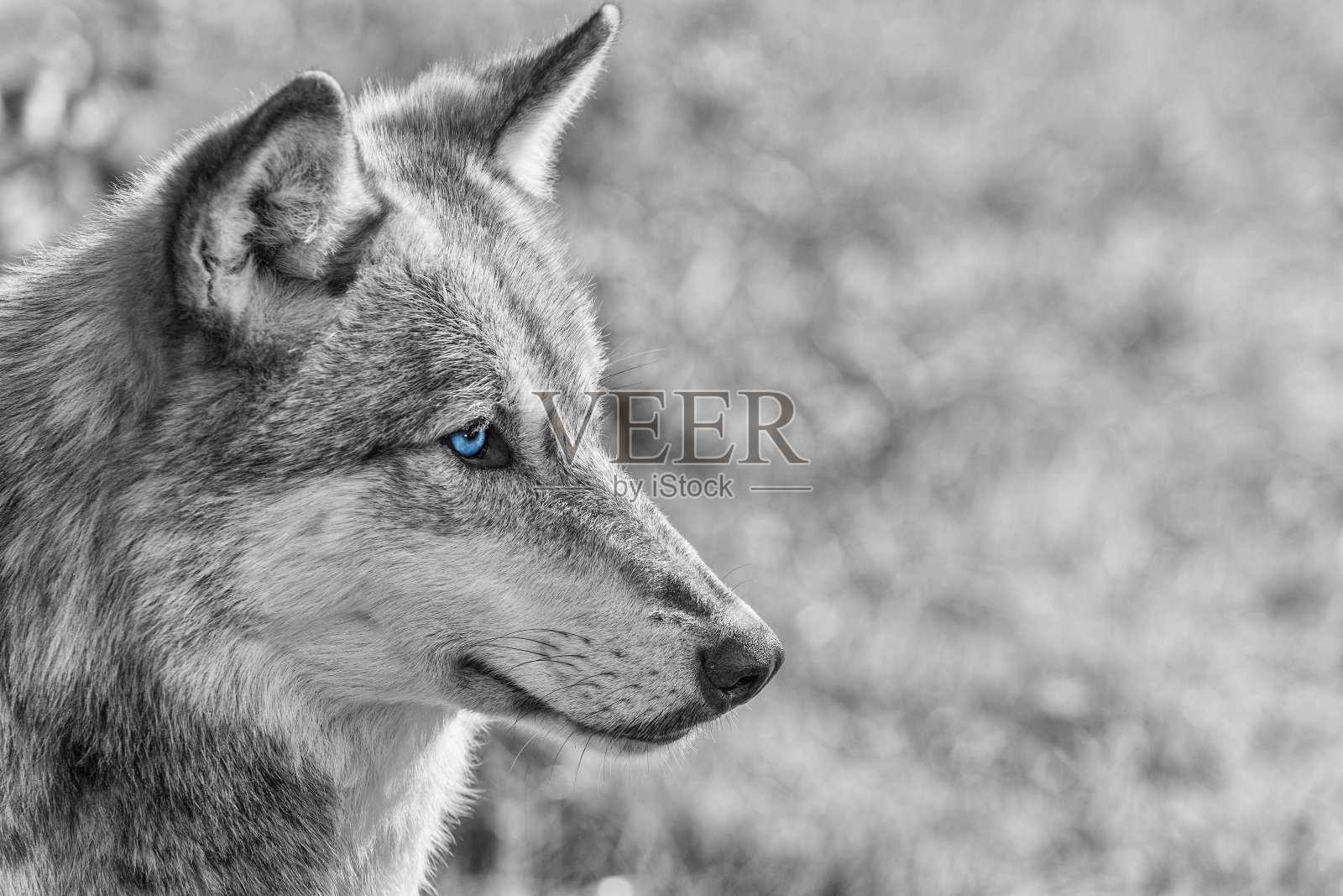 北美蓝眼睛的灰狼照片摄影图片