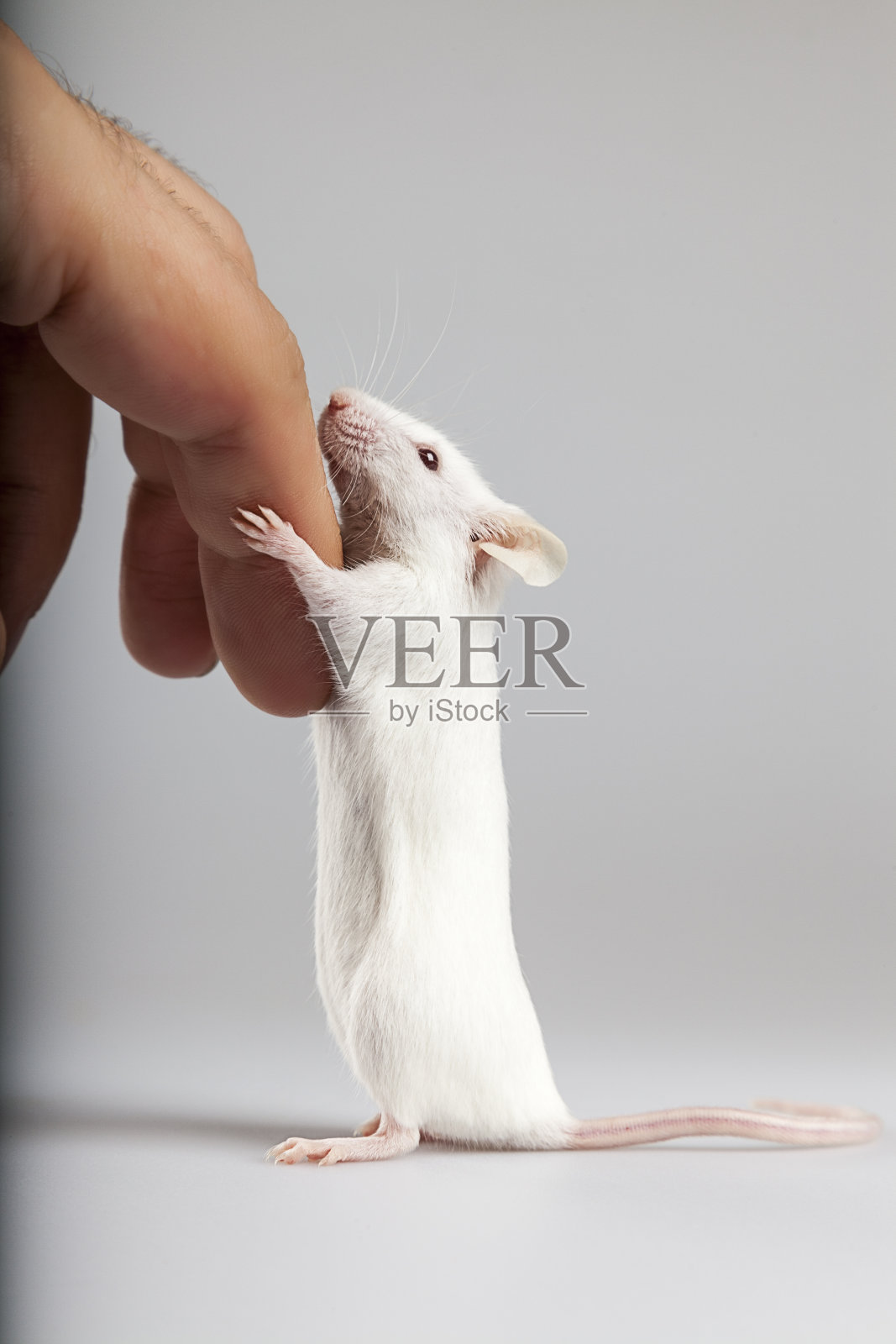 白化病老鼠握着人类的手指照片摄影图片