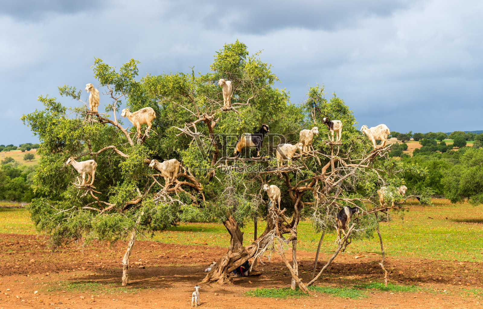 山羊在摩洛哥一棵坚果树上吃草照片摄影图片