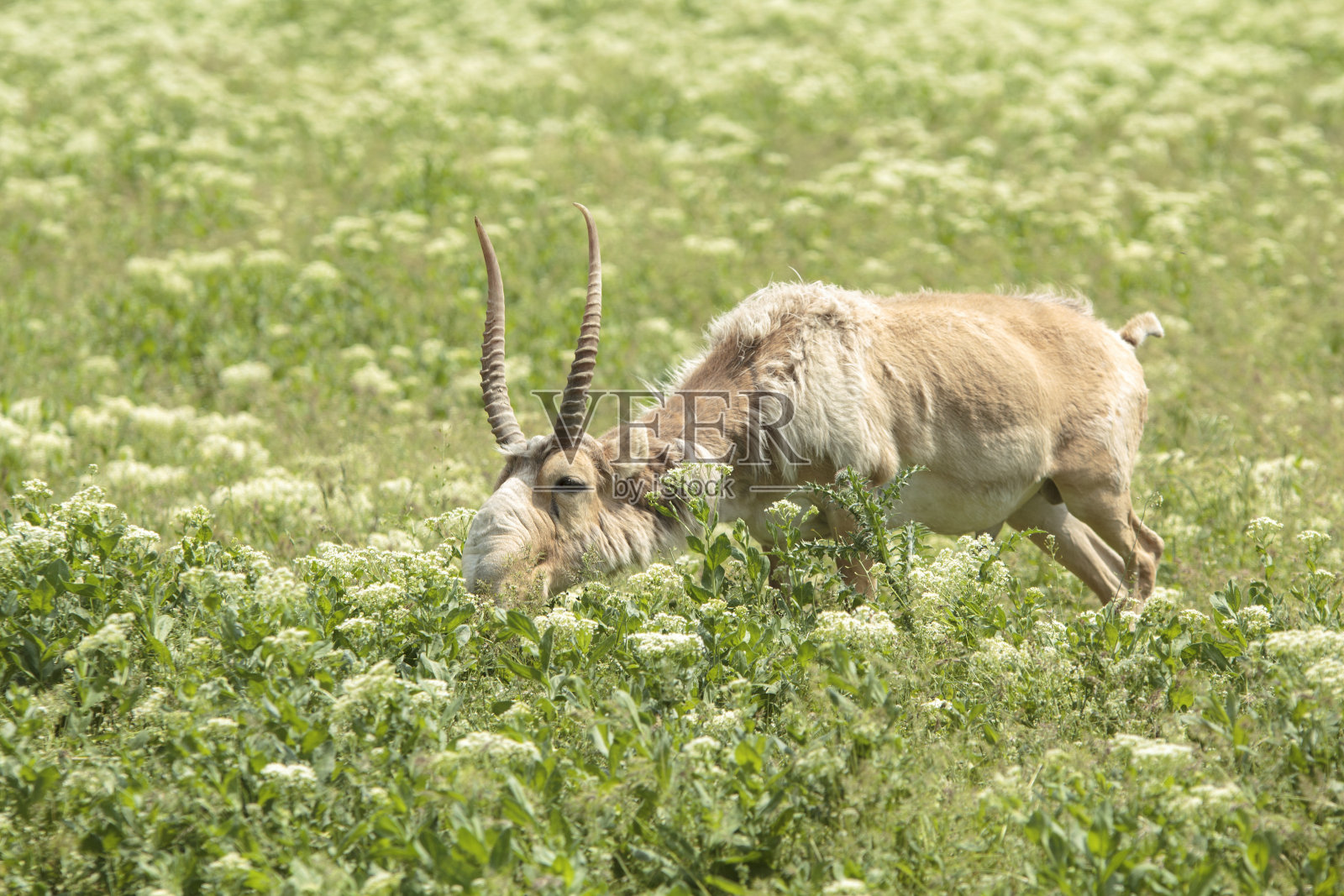 高鼻羚羊吃照片摄影图片