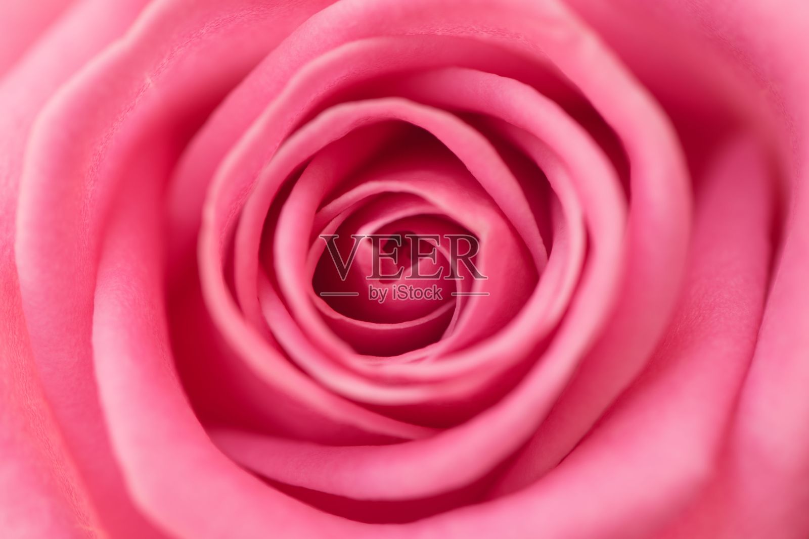一朵盛开的粉红色玫瑰的详细特写照片摄影图片