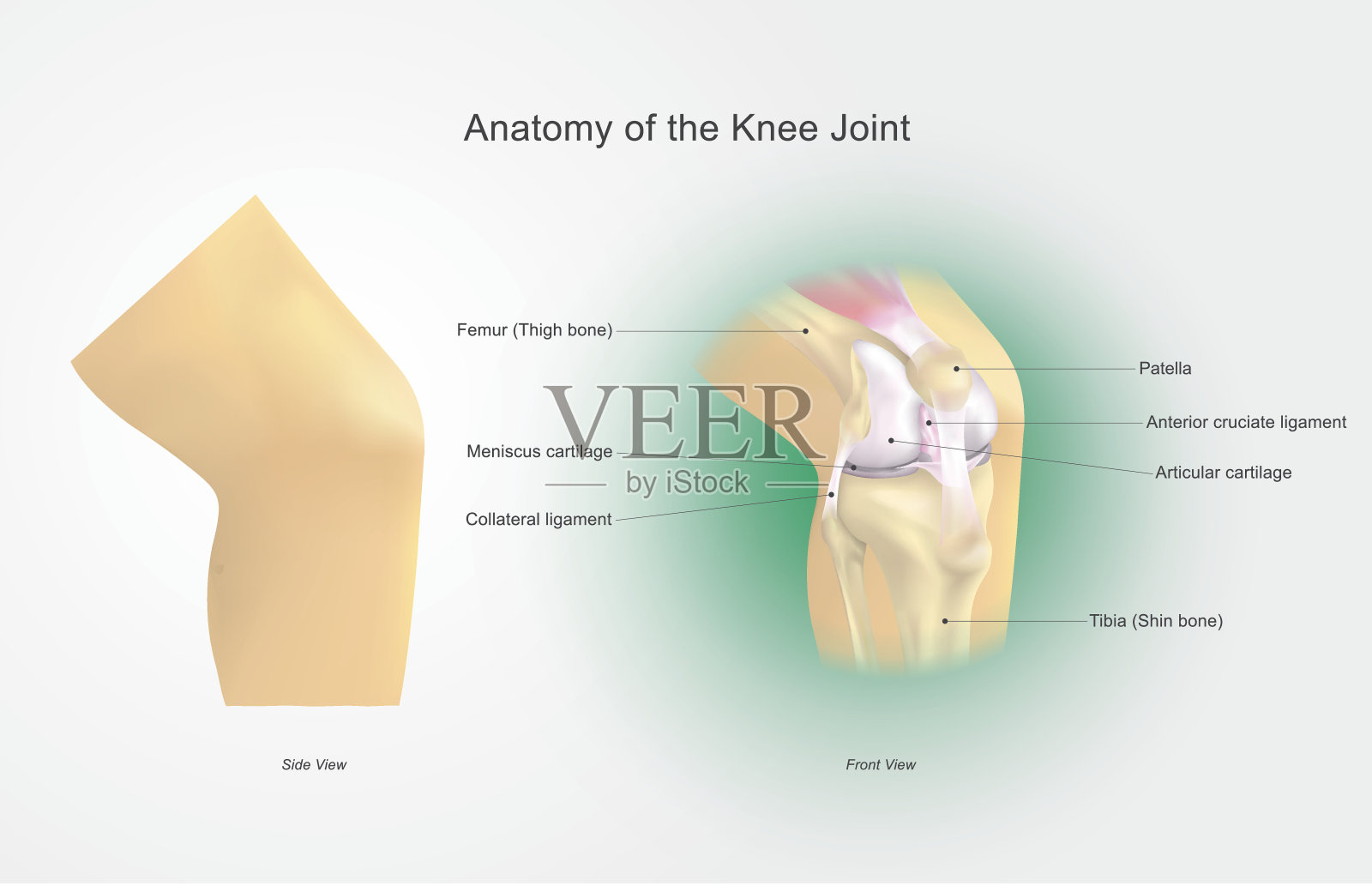 膝关节解剖学插画图片素材