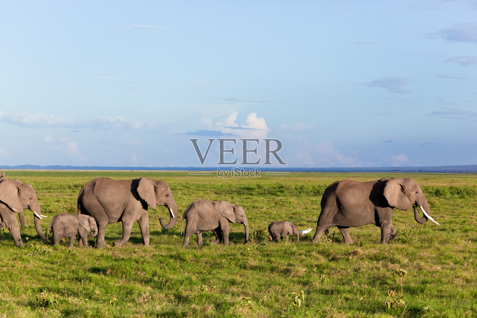 大象在稀树大草原上成群活动。非洲肯尼亚安博塞利的狩猎之旅照片摄影图片