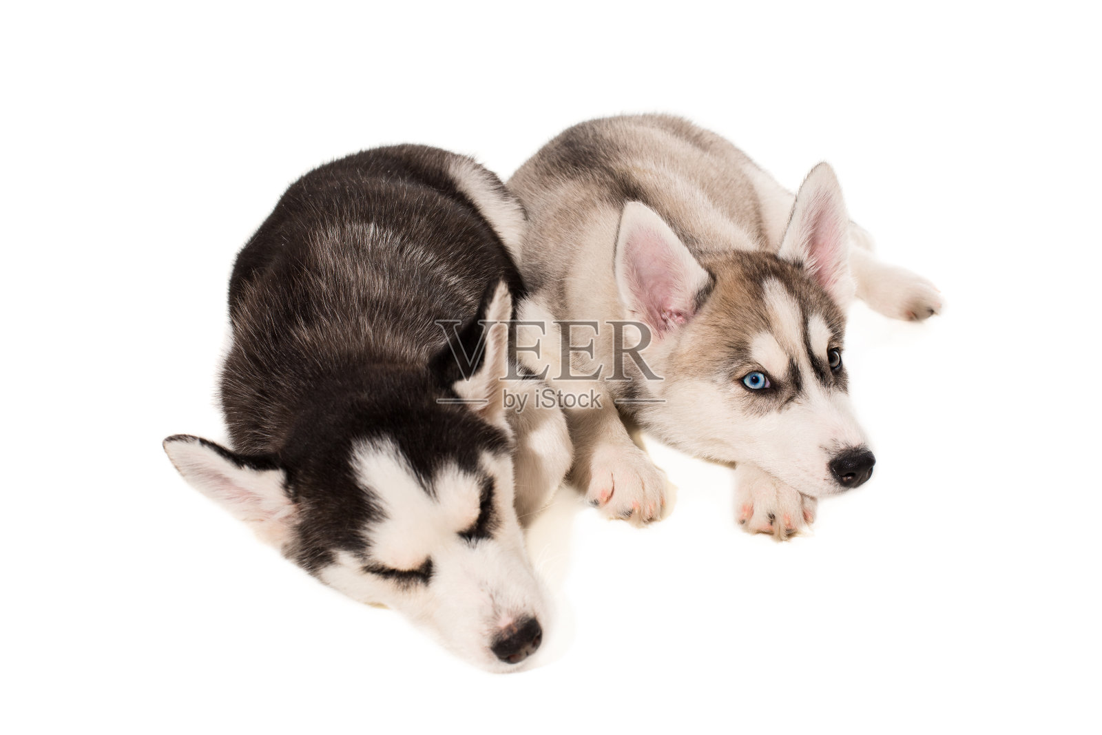 两只小狗在白色的背景下繁殖哈士奇照片摄影图片