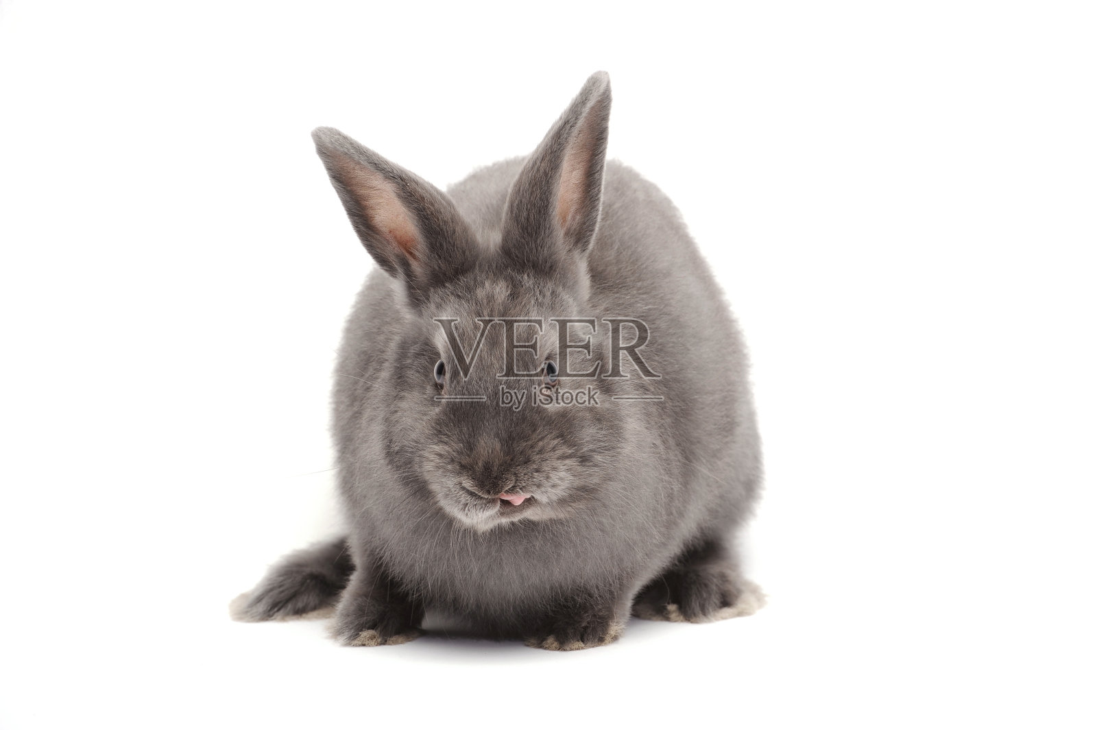 兔子坐在白色的背景照片摄影图片