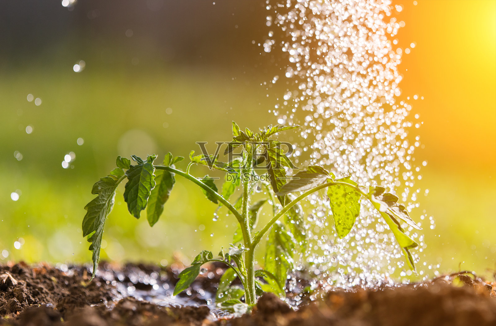 温室花园浇水育苗番茄植株照片摄影图片