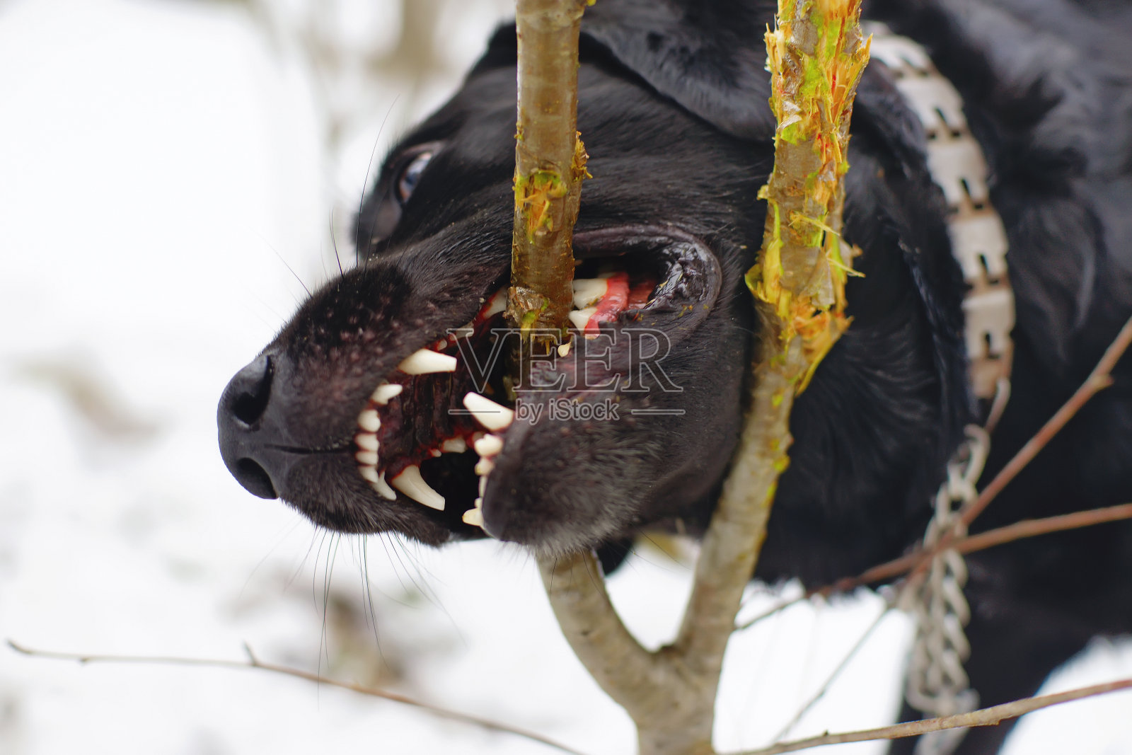 黑色的拉布拉多狗在冬天的森林里啃着一根木棍照片摄影图片
