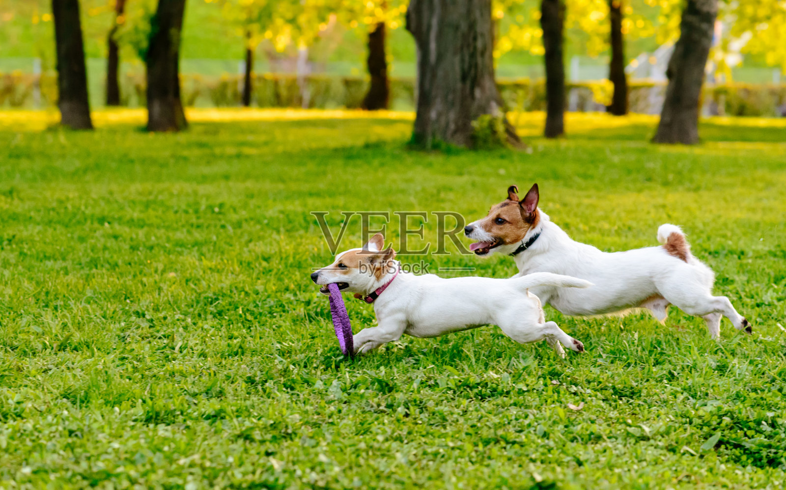 两只狗在公园草坪上奔跑，玩着拉车玩具照片摄影图片