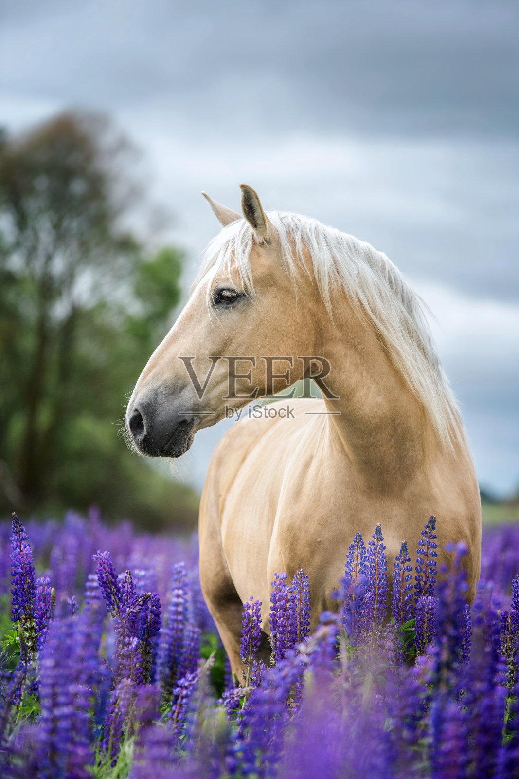 在羽扇豆花背景上的纯种马的肖像。照片摄影图片