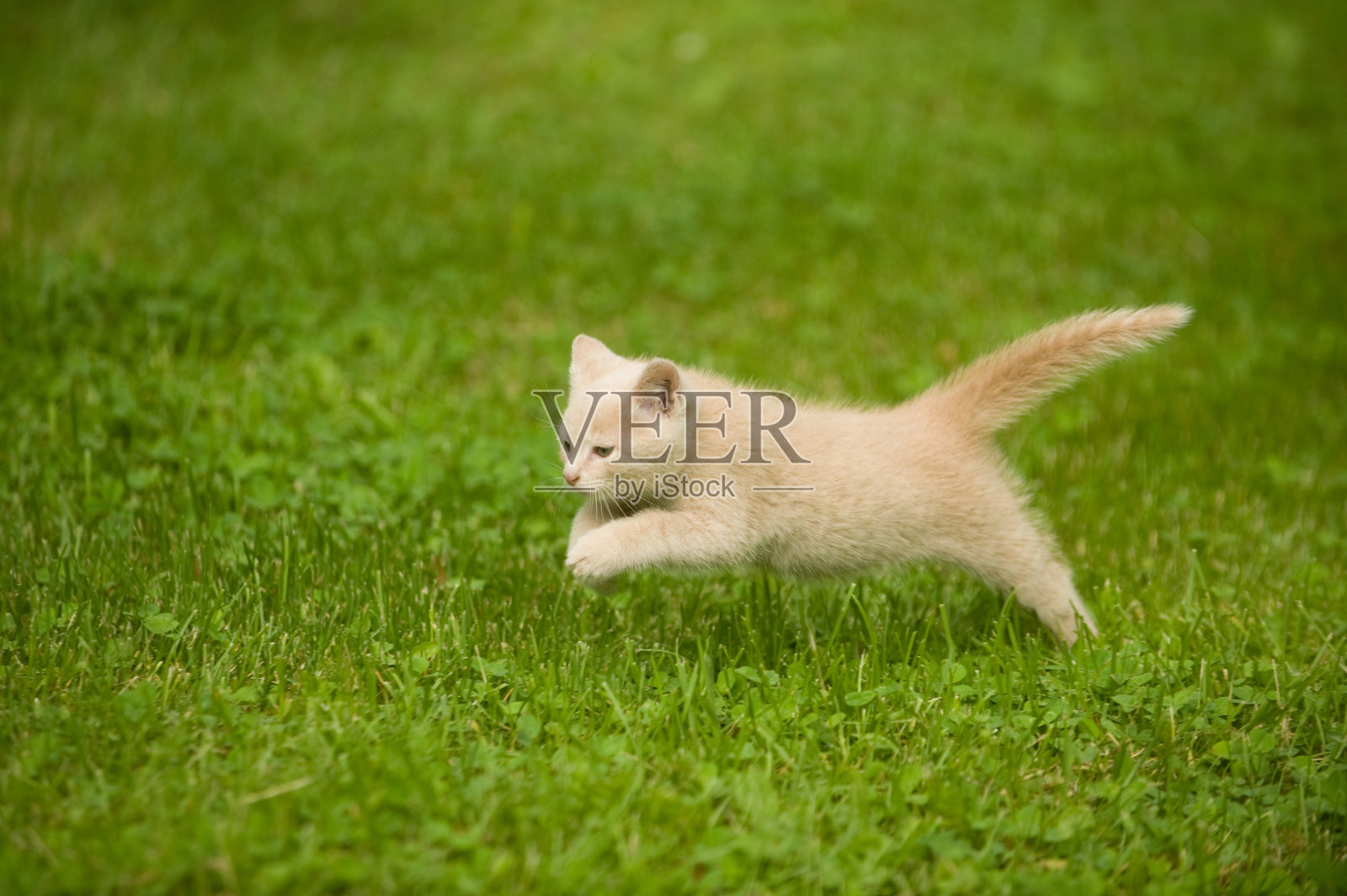 金发小猫在草地上跑来跑去照片摄影图片