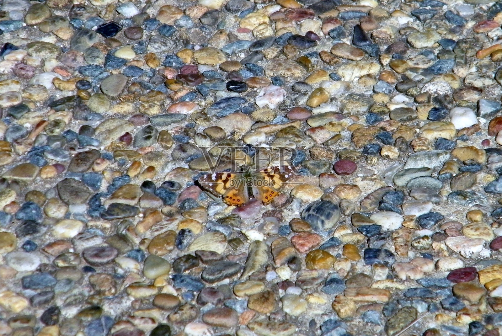 Camourflaged蝴蝶照片摄影图片