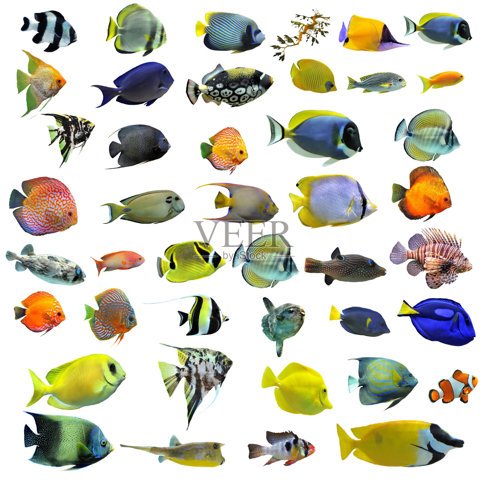 各种颜色的鱼在一个白色的背景照片摄影图片