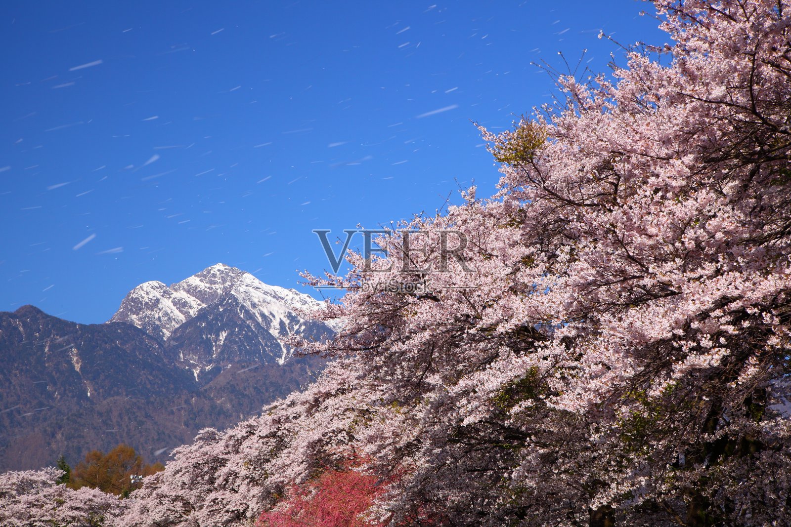 樱花和雪山照片摄影图片