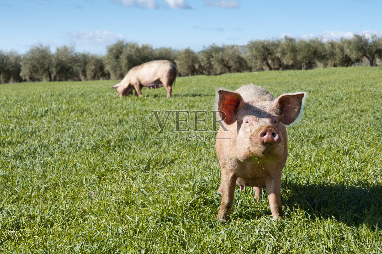 两只粉红色的猪在户外享受草照片摄影图片