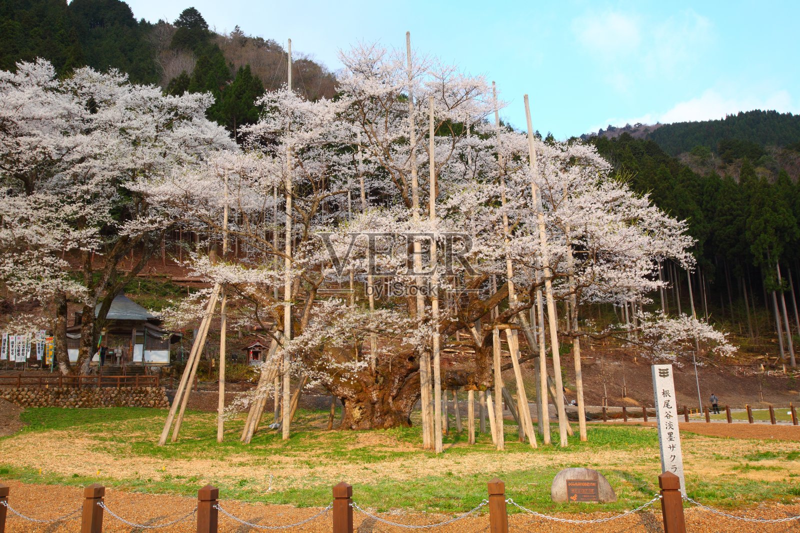 日本的樱桃树照片摄影图片