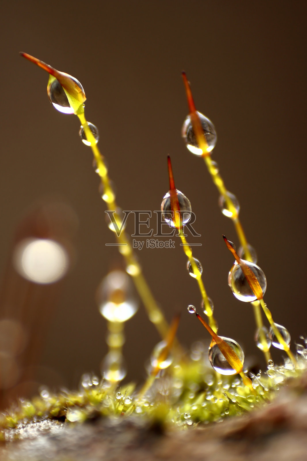 苔藓上的水滴照片摄影图片