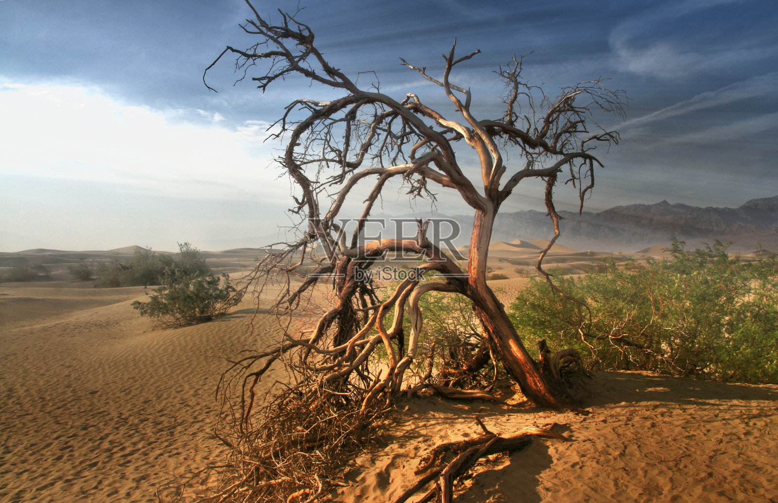 死树在莫哈韦沙漠-死亡谷加利福尼亚照片摄影图片